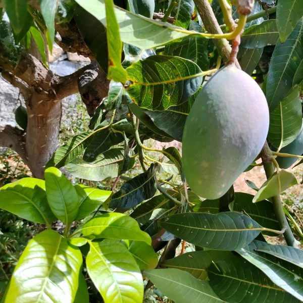 mango