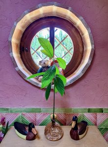 ¿Sabías que puedes germinar un aguacate en casa con solo un vaso de agua?