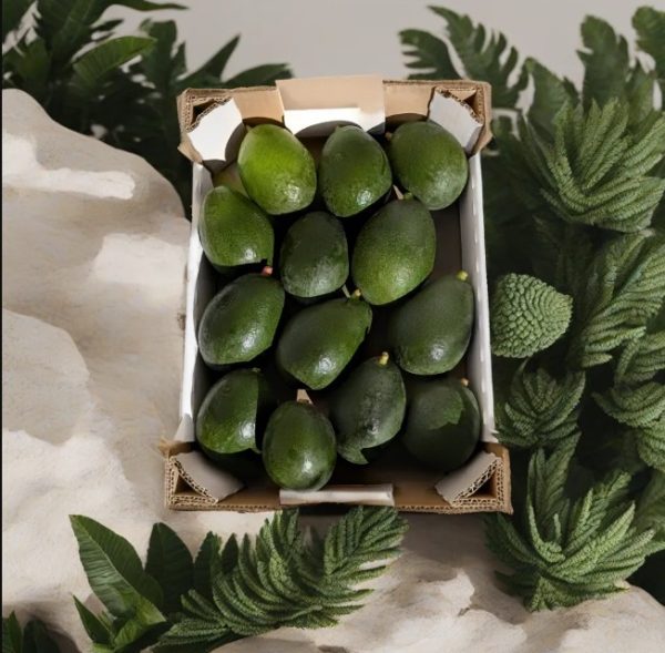 AGUACATES Caja de 4 kg. Variedad BACON. Aguacate de Producción Local, Fruta directa del agricultor a tu mesa, sin intermediarios. - Imagen 3