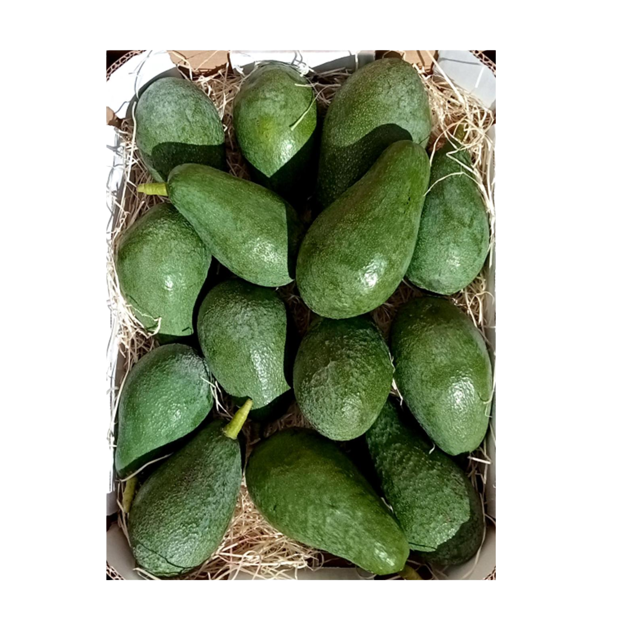 AGUACATES Caja de 4 kg. Variedad FUERTE. Producción Local.