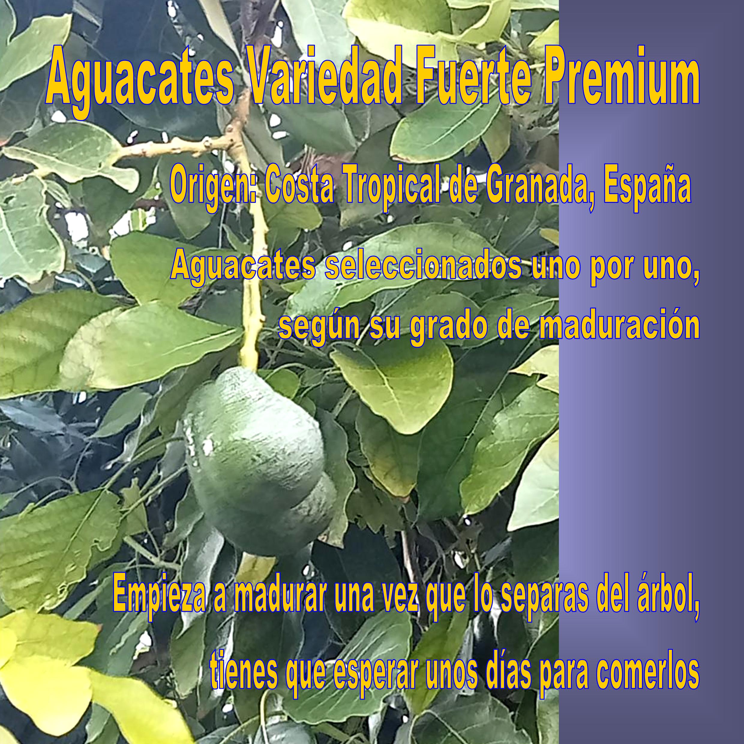 aguacate fuerte